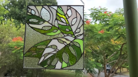 Adanson's Monstera in glass