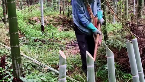 "Skilled Man Cuts Bamboo with Style and Precision!"