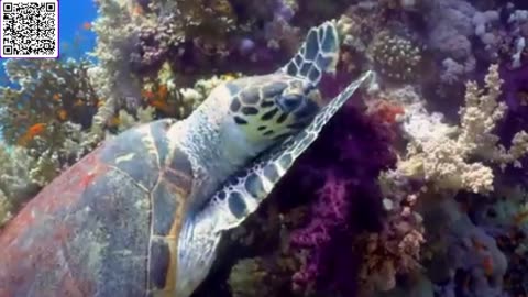 Music of Underwater Wonders + Relaxing Music - The Best 4K Sea Animals for Relaxation