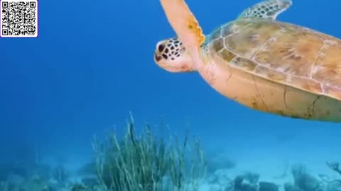 Music of Underwater Wonders + Relaxing Music - The Best 4K Sea Animals for Relaxation