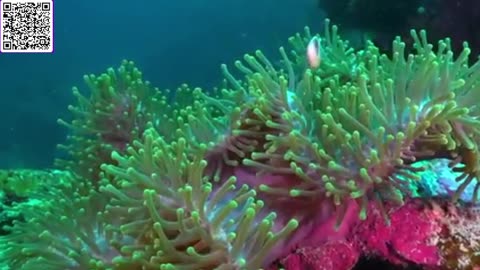 Music of Underwater Wonders + Relaxing Music - The Best 4K Sea Animals for Relaxation