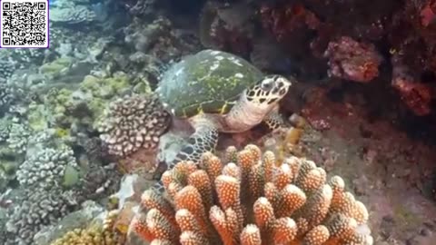 Music of Underwater Wonders + Relaxing Music - The Best 4K Sea Animals for Relaxation