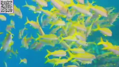 Music of Underwater Wonders + Relaxing Music - The Best 4K Sea Animals for Relaxation