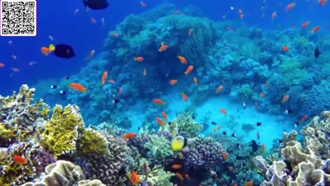 Music of Underwater Wonders + Relaxing Music - The Best 4K Sea Animals for Relaxation