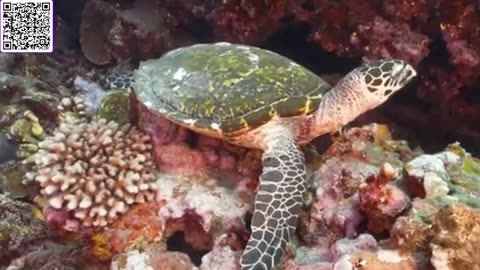 Music of Underwater Wonders + Relaxing Music - The Best 4K Sea Animals for Relaxation