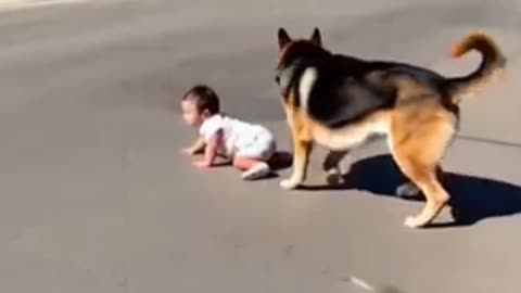 Cute Family Guardian Angel Dog 😱