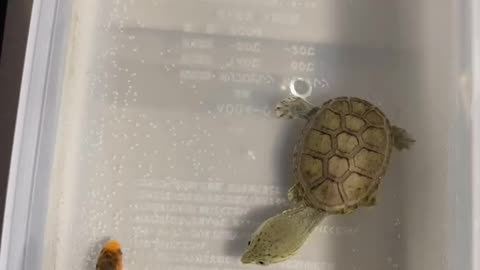 Turtle is Staying Calm in the Chaos part1