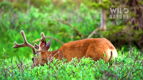 WILD YOSEMITE _The Battle Survival Amidst Majestic Nature_Animal documentary