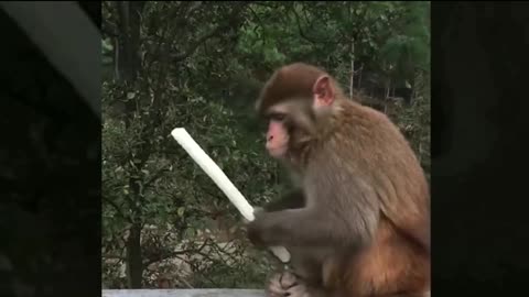 Monkey comedy Videos so cute 🥰 Baby monkey 🐵 funny videos 😍