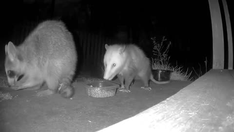 Raccoon and Opossum Share Midnight Snacks