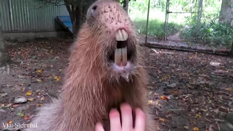 Funniest Animals to Enjoy