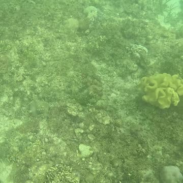 Snorkeling Through Serenity