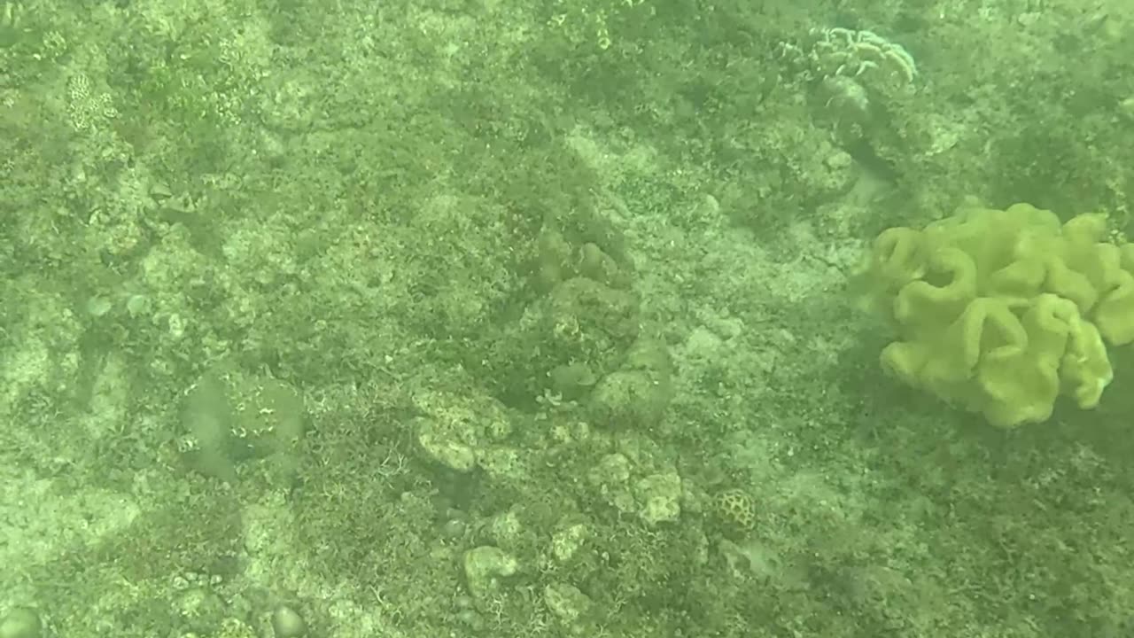 Snorkeling Through Serenity