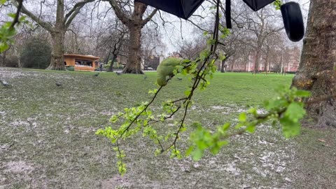 The Unbrella parakeet