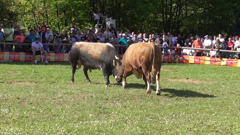 Zećo od Mostića vs Brizan od Lope korida Bištrani 2024