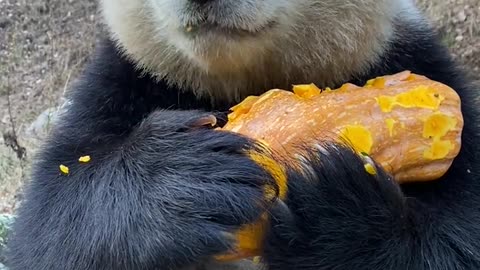 Panda Eating Pumpkin