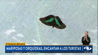 Mariposas y orquídeas, atractivo principal de especial lugar en Boyacá