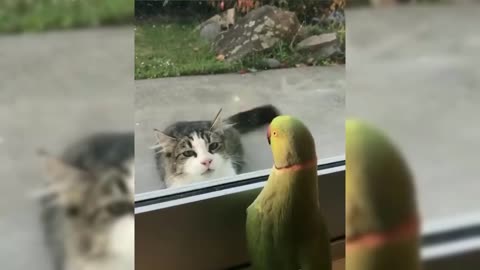 Pretty funny cat 🐈