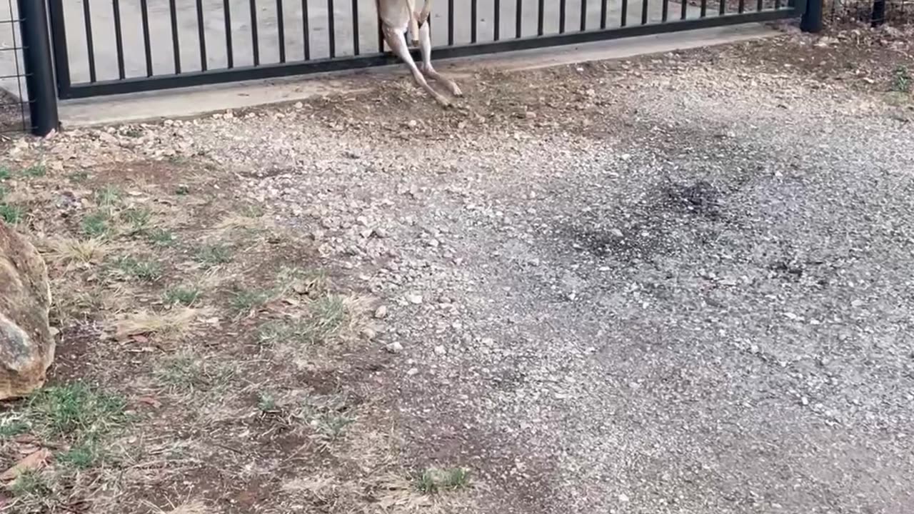 Couple Work To Save Fawn Rubbed Raw By Gate