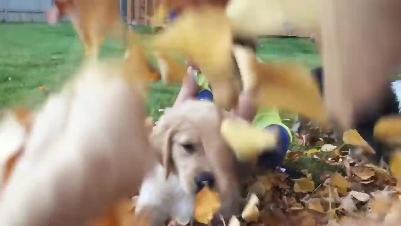 sammie-plays-with-cute-bunny-golden-retriever-vlog