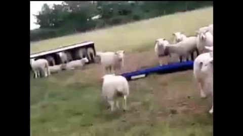 Animals Getting Shocked with Funny Sound Effects!!