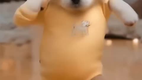 Dog Dancing