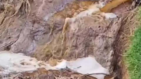 Свинекомплекс в с. Слънчево, Варна излива отпадни води... в реката