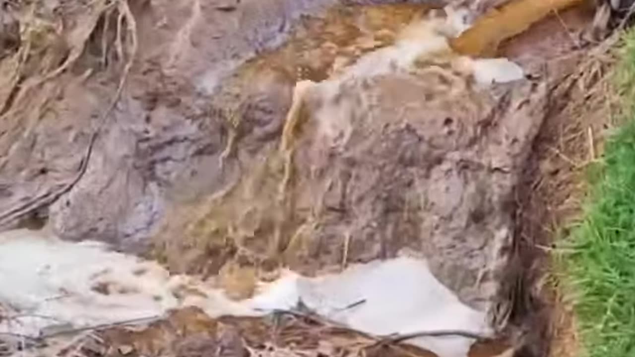 Свинекомплекс в с. Слънчево, Варна излива отпадни води... в реката