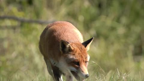 Unforgettable Animal Encounters in 4K UHD #animalvideo #wildadventure #animals #Amazon