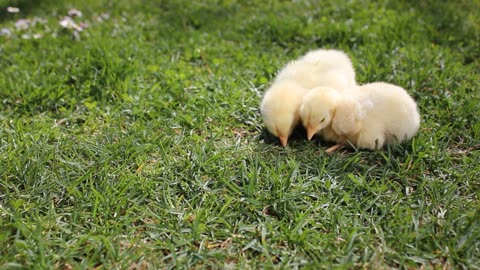 Hen Babies