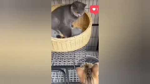 Cat world