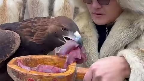 Funny animals