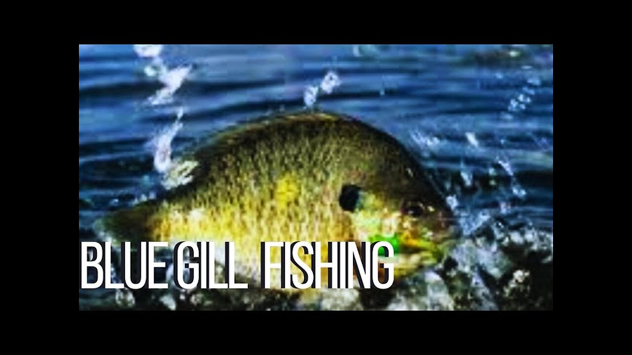 Blue Gill Fishing