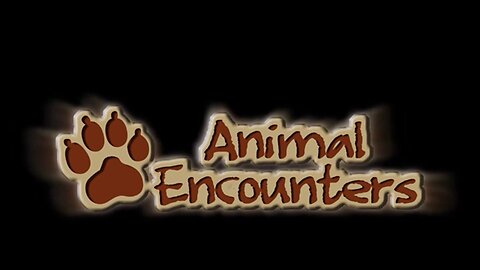 Animal Encounters - Cats (2)