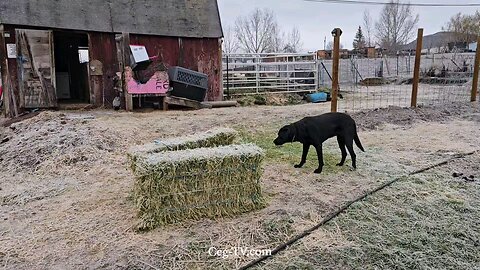 Graham Family Farm: 1:00 PM December 25th 2024