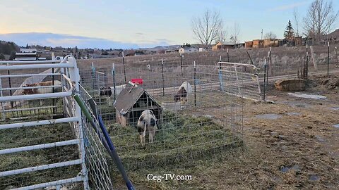 Graham Family Farm: 4:40 PM February 1st 2025