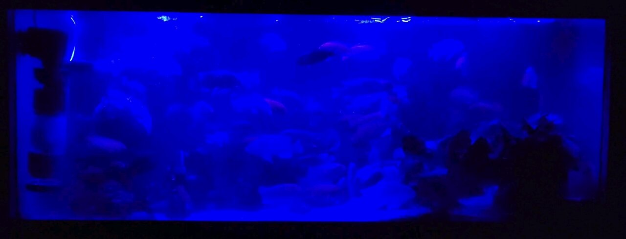 Under the blue light