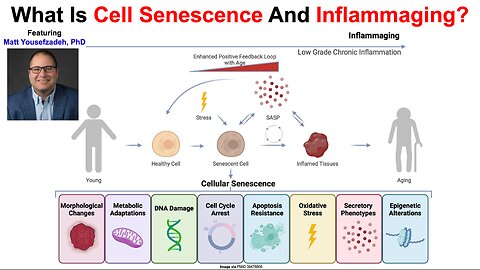 What Is Cell Senescence And Inflammaging? Matt Yousefzadeh, PhD