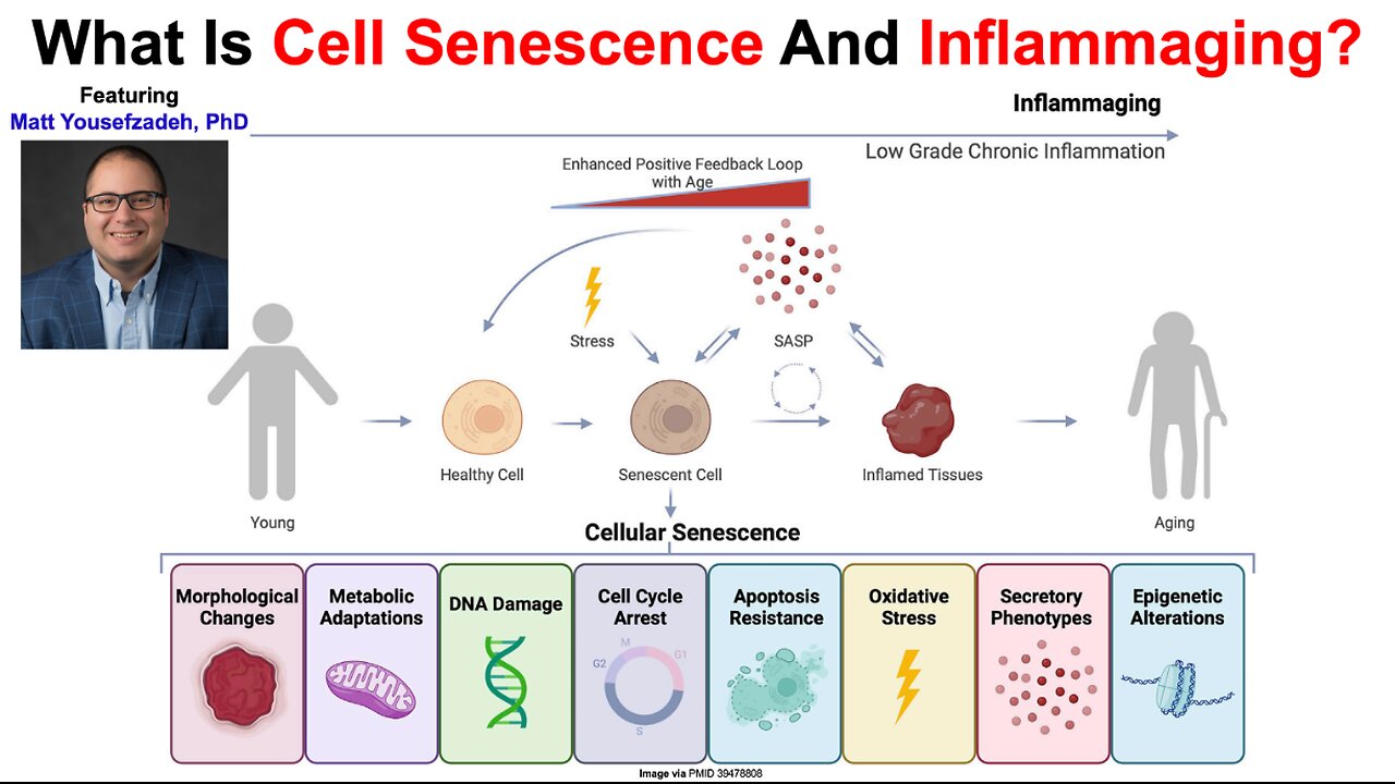 What Is Cell Senescence And Inflammaging? Matt Yousefzadeh, PhD