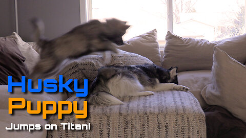 Husky Puppy Playtime | Puppy Jumps on Older Husky While Vacuuming | Cute Fun Husky Moments Captured