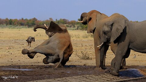 Elephant bull slip and fall, even giants have their stumbles!