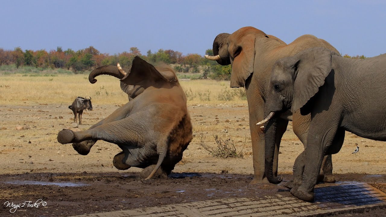 Elephant bull slip and fall, even giants have their stumbles!