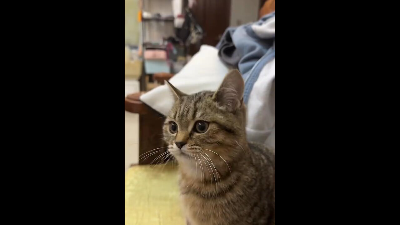 I Found Beat on Cat 🐈