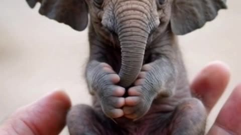 a tiny baby elephant sitting on a human thumb