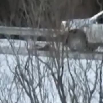 Story of Zizian Cultist Who Murdered a Border Patrol Agent Keeps Getting Stranger