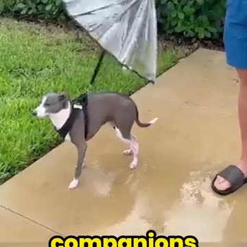 From Hunters to VIPs: How Dogs Got Their Own Umbrellas!