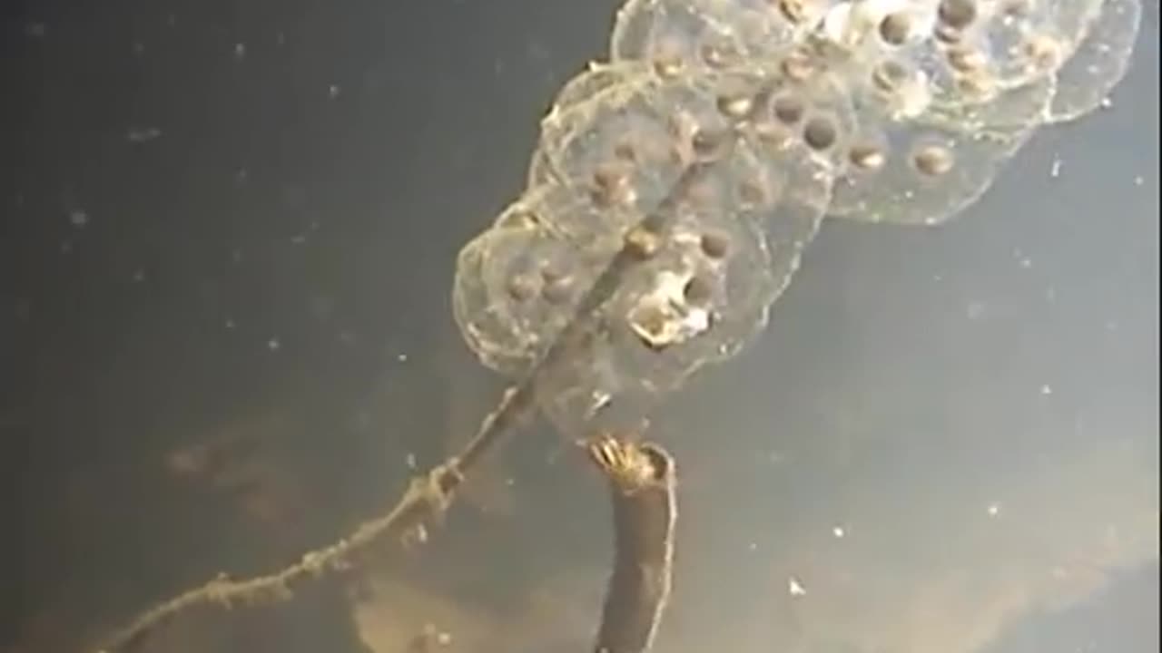 Secret World of Yellow-spotted Salamander under water.