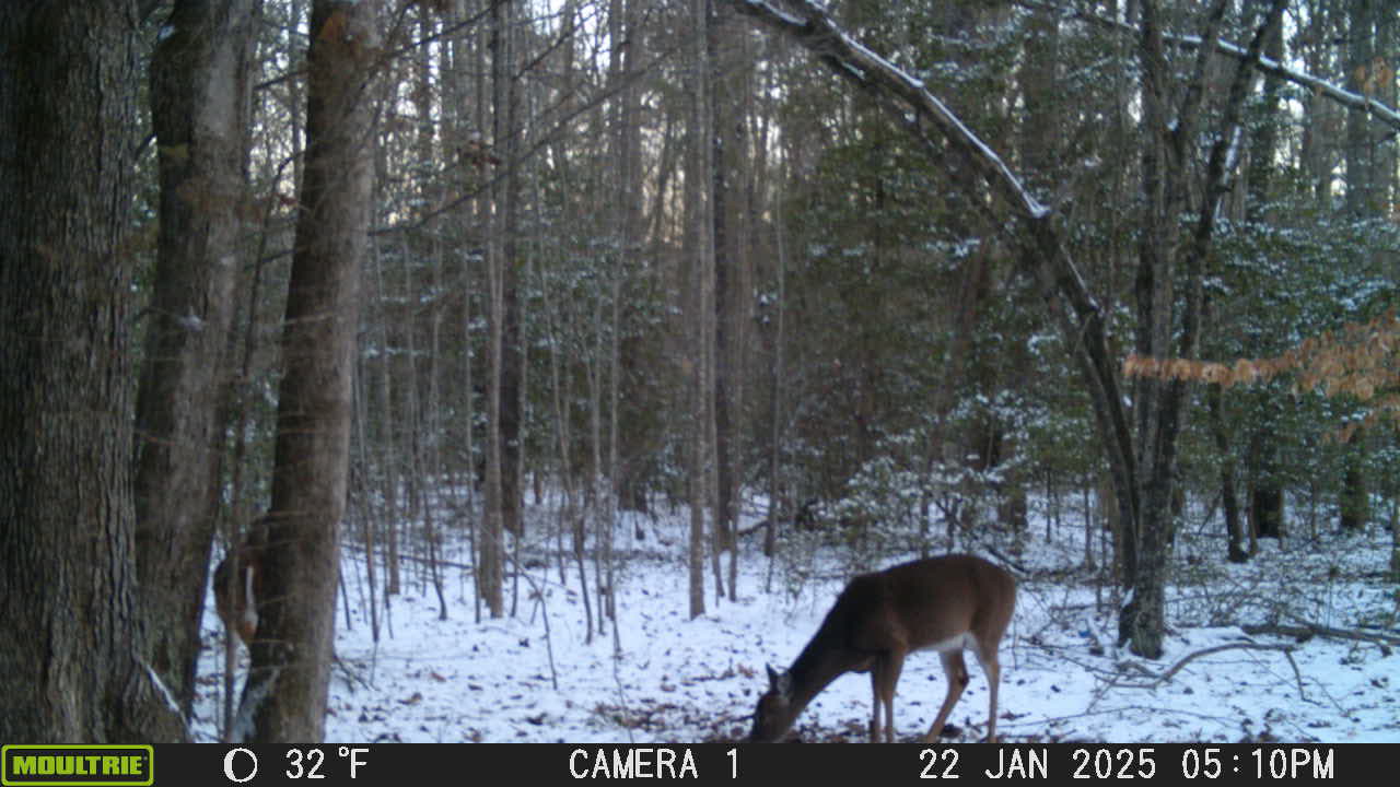Deer