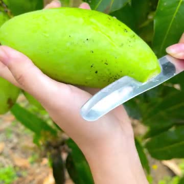 Pick young mangoes and enjoy them right off the tree