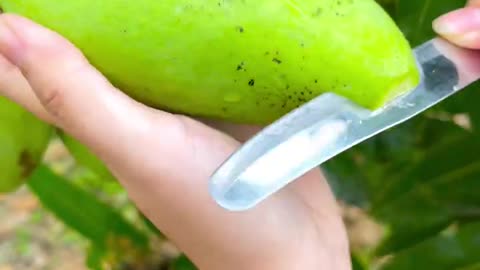 Pick young mangoes and enjoy them right off the tree